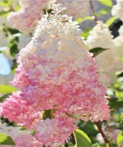 Køb 50 Vanilla Strawberry hydrangea online billigt tilbud rabat online shopping