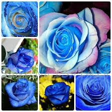 Køb Blue Dragon Rose Frø online billigt tilbud rabat online shopping