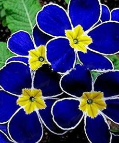 Køb Blue Evening Primrose Seeds online billigt tilbud rabat online shopping