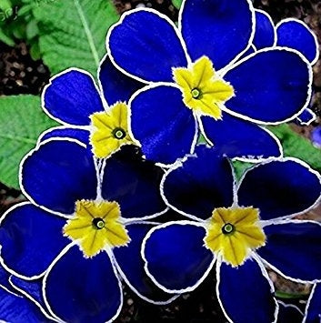 Køb Blue Evening Primrose Seeds online billigt tilbud rabat online shopping