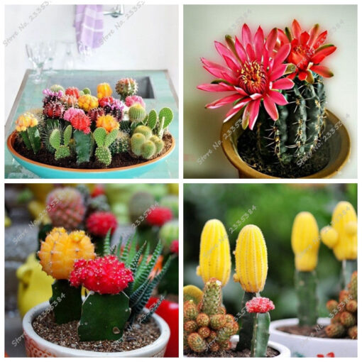 Køb Cactus Hybrid Bonsai Seeds Different Cacti (Mix) online billigt tilbud rabat online shopping