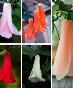 Køb Chilean Bellflower (Lapageria rosea) - 2 farver online billigt tilbud rabat online shopping