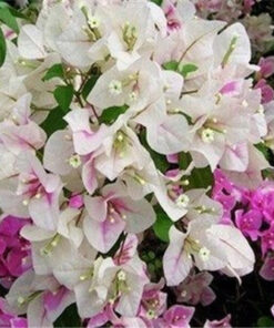 Køb Chinese bonsai Bougainvillea flower seeds online billigt tilbud rabat online shopping