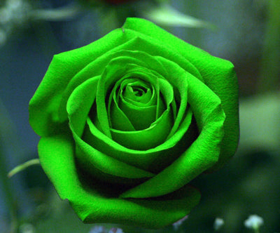 Køb Dark Green European Rose Bush Seed online billigt tilbud rabat online shopping