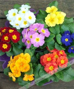 Køb Europe Primula acaulis seeds online billigt tilbud rabat online shopping