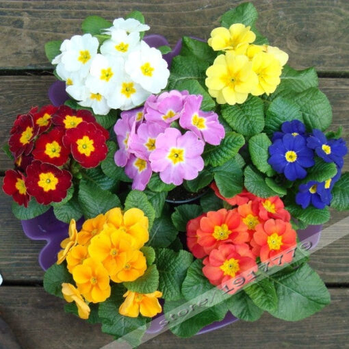 Køb Europe Primula acaulis seeds online billigt tilbud rabat online shopping