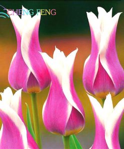 Køb Farverig tulipan (ikke blomsterløg) online billigt tilbud rabat online shopping