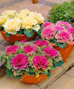 Køb Flowering Ornamental Cabbage Seeds online billigt tilbud rabat online shopping