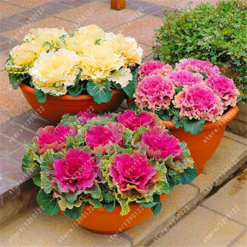 Køb Flowering Ornamental Cabbage Seeds online billigt tilbud rabat online shopping