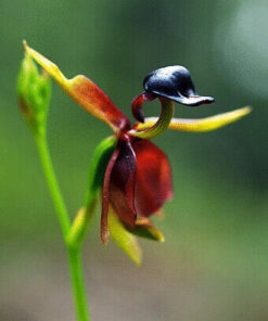 Køb Flying Duck Orchid Flower Frø online billigt tilbud rabat online shopping