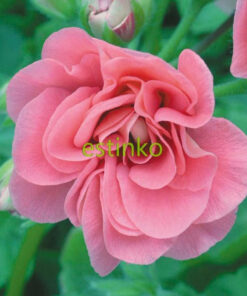 Køb Geranium Seeds Pink Sybil Pelargonium online billigt tilbud rabat online shopping