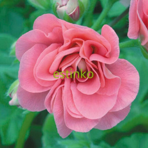 Køb Geranium Seeds Pink Sybil Pelargonium online billigt tilbud rabat online shopping