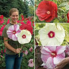 Køb Giant Hibiscus Flower Seeds online billigt tilbud rabat online shopping