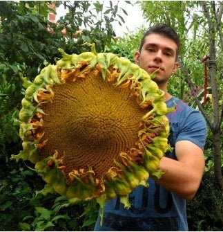 Køb Giant Sunflower seeds online billigt tilbud rabat online shopping