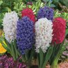 Køb Hyacinthus seeds soil culture hydroponic online billigt tilbud rabat online shopping