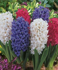 Køb Hyacinthus seeds soil culture hydroponic online billigt tilbud rabat online shopping