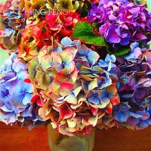 Køb Hydrangea Flower Mix Frø online billigt tilbud rabat online shopping