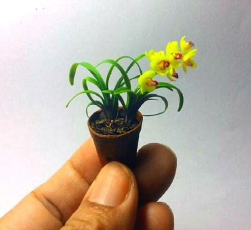 Køb Mini Bonsai orchid seeds Indoor Home (Mix Color) online billigt tilbud rabat online shopping