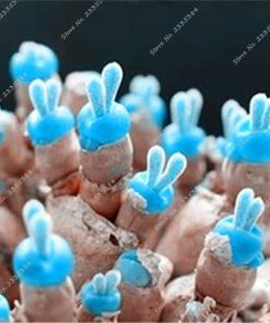 Køb Mini cactus plants Mixture of cactus Seeds online billigt tilbud rabat online shopping