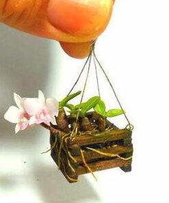 Køb Mini miniature bonsai orchid seeds indoor garden(9) online billigt tilbud rabat online shopping