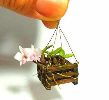Køb Mini miniature bonsai orchid seeds indoor garden(9) online billigt tilbud rabat online shopping