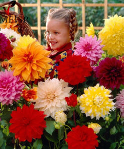 Køb Mixed Colour Rare Dahlia Pinnata online billigt tilbud rabat online shopping