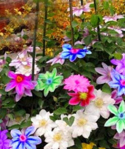 Køb Multicolor Clematis Climbing plants frø online billigt tilbud rabat online shopping