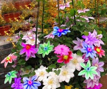 Køb Multicolor Clematis Climbing plants frø online billigt tilbud rabat online shopping