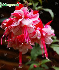 Køb Multicolor Fuchsia Seeds Lantern online billigt tilbud rabat online shopping