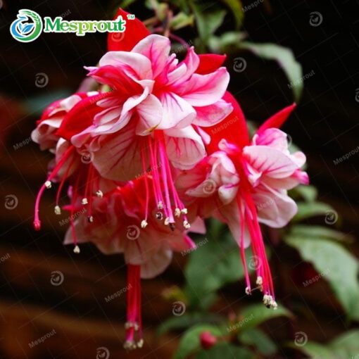 Køb Multicolor Fuchsia Seeds Lantern online billigt tilbud rabat online shopping