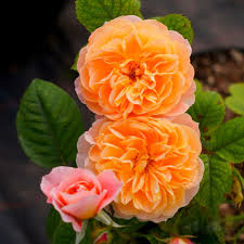 Køb Orange Climbing Rose Seeds online billigt tilbud rabat online shopping