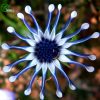 Køb Osteospermum - to farver online billigt tilbud rabat online shopping