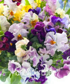 Køb Pansy seeds Mix Color Wavy Viola Tricolor Flower online billigt tilbud rabat online shopping