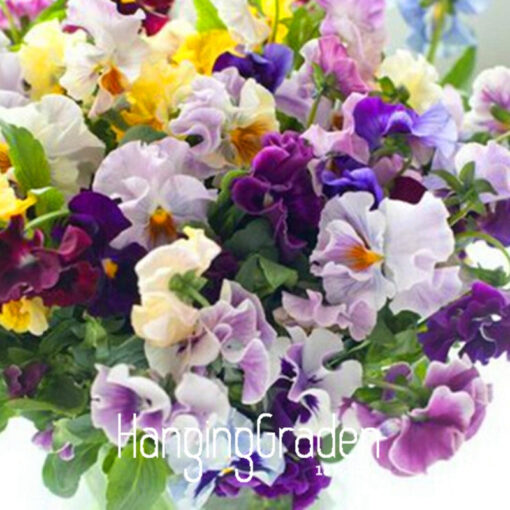 Køb Pansy seeds Mix Color Wavy Viola Tricolor Flower online billigt tilbud rabat online shopping