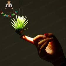 Køb Perennial Air Plant Seeds Garden Mini Bonsai Flower online billigt tilbud rabat online shopping