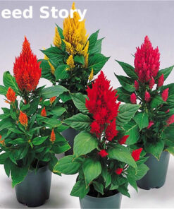 Køb Perennial Cockscomb Seeds (Mix color) online billigt tilbud rabat online shopping