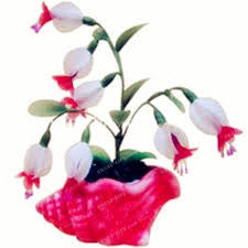 Køb Purple Double Petals Fuchsia Frø online billigt tilbud rabat online shopping
