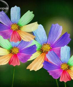 Køb Rainbow Coreopsis Flower Seeds online billigt tilbud rabat online shopping