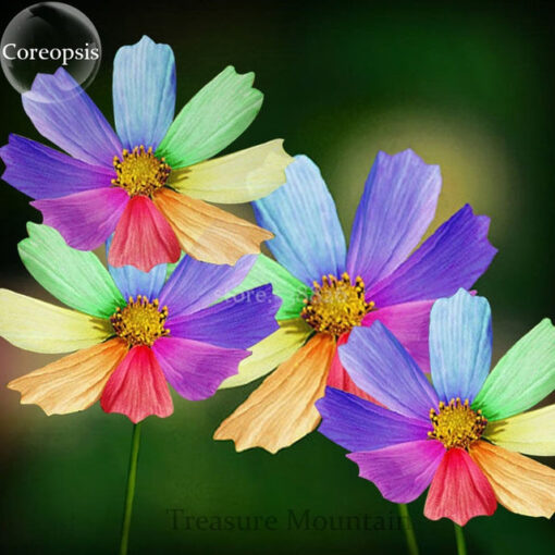 Køb Rainbow Coreopsis Flower Seeds online billigt tilbud rabat online shopping