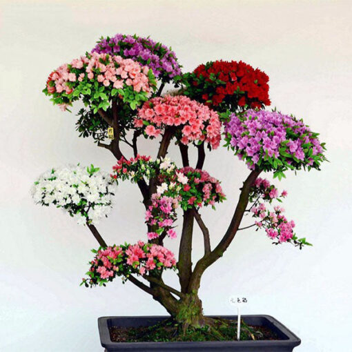 Køb Rare Bonsai 12 Varieties Azalea Seeds online billigt tilbud rabat online shopping