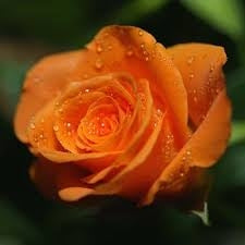 Køb Rare exotic seeds Chinese Rose Flower Seeds (Orange) online billigt tilbud rabat online shopping