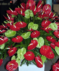 Køb Red Anthurium Plant Seeds online billigt tilbud rabat online shopping