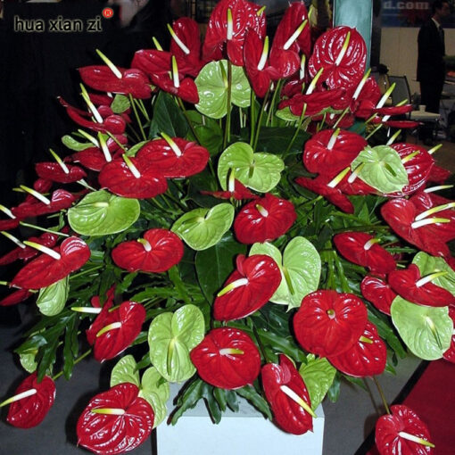 Køb Red Anthurium Plant Seeds online billigt tilbud rabat online shopping