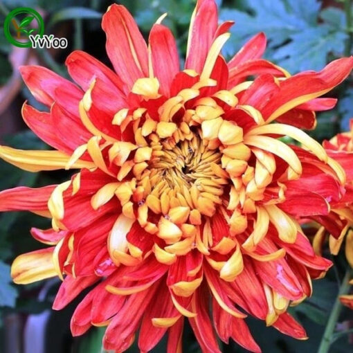 Køb Røde Chrysanthemum Frø online billigt tilbud rabat online shopping