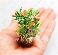 Køb Seeds Rose Seeds Mini Bonsai Plant Indoor ( Mix farver ) online billigt tilbud rabat online shopping