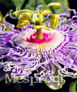 Køb Spider flower seeds different Color online billigt tilbud rabat online shopping