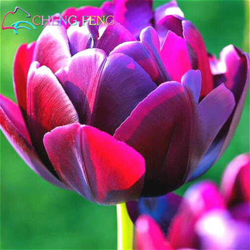 Køb Tulip Seed Bonsai Seeds Balcony Pot online billigt tilbud rabat online shopping