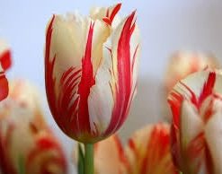 Køb Tulipanes Flower Plant For Garden plants( Ikke løg ) Farve 24 online billigt tilbud rabat online shopping