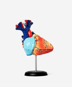 3D-anatomisk model. Hjerte køb billigt tilbud online shopping rabat