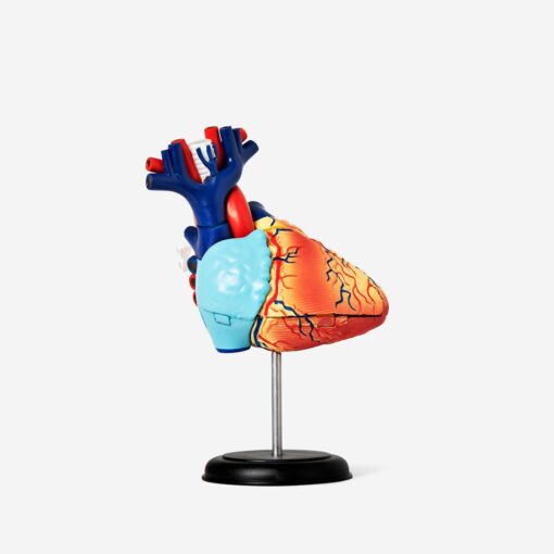 3D-anatomisk model. Hjerte køb billigt tilbud online shopping rabat